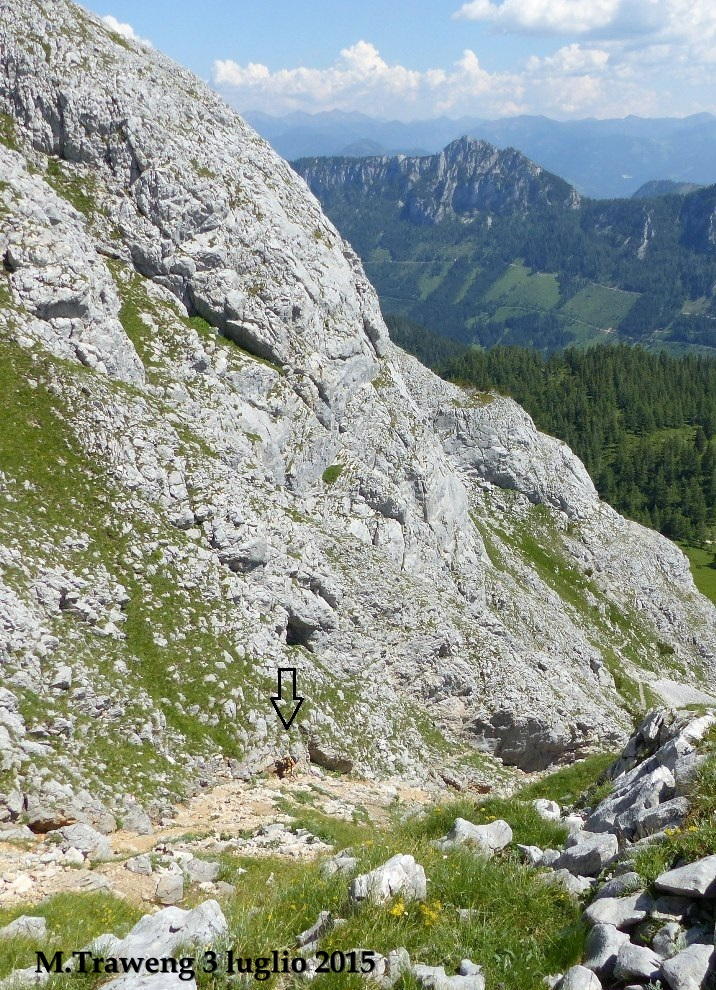 Orchidee alpine austriache ( M.Traweng, Burgeralm, Petzen, M.Dobratsch)